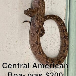 Central American Boa