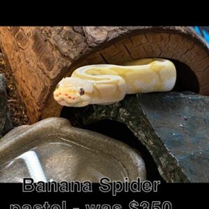 Banana Spider Ball Python
