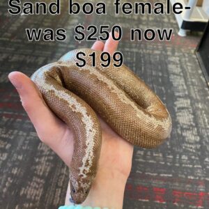 Anery Kenyan Sand Boa