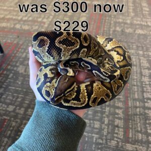 Pastel GHI Ball Python