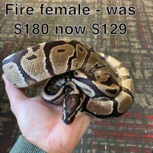 Fire Ball Python