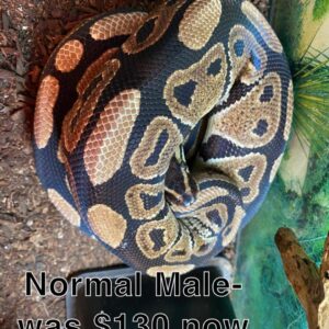 Normal Ball Python