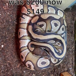 Mojave Ball Python