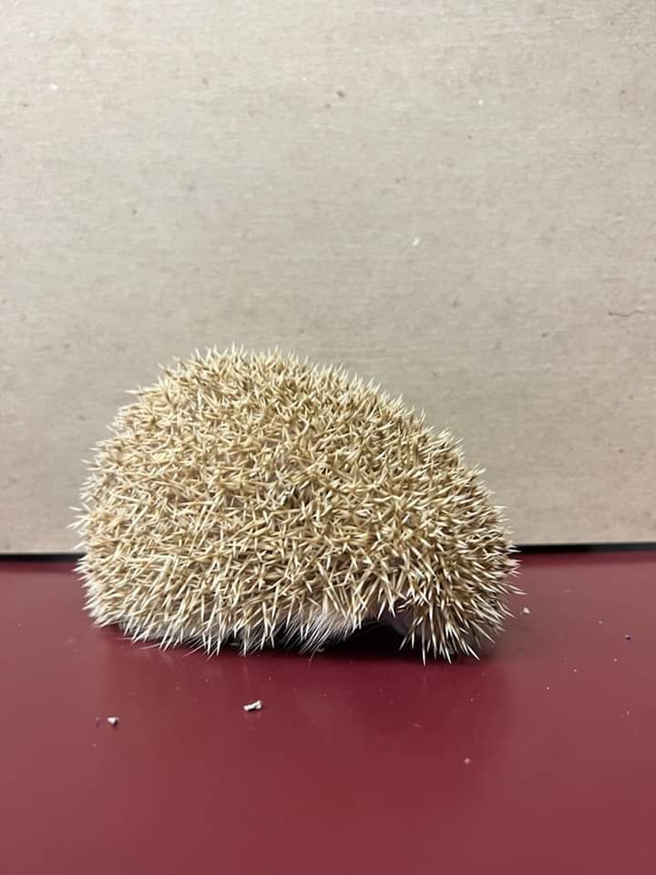 Hedgehog